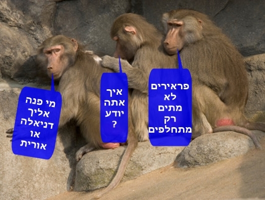 הבבונים החדשים של המתנחלים